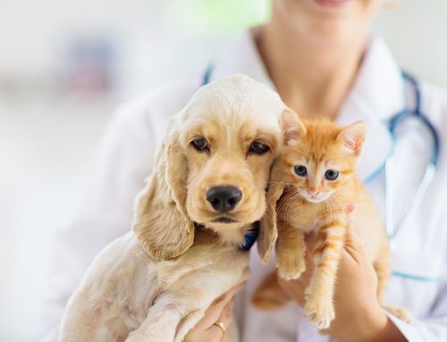The Importance of Annual Vaccines for Dogs and Cats