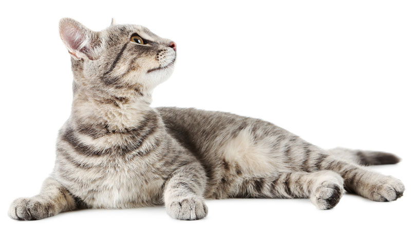 Beautiful grey cat isolated on a white - Image