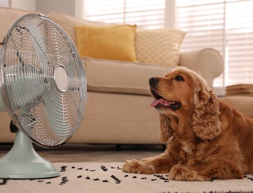 Beat the Heat: How to Keep Your Pet Cool During a Heat Wave