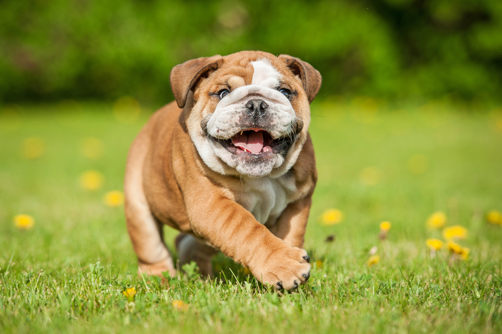 7 Ways To Safely Socialize Your Puppy Valuvet Wellness